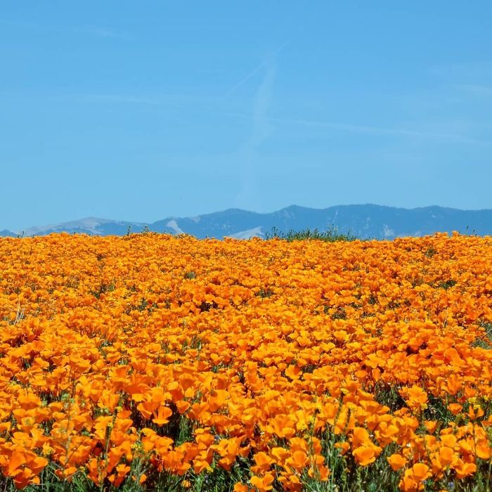 NASA Releases Incredible Satellite Images Of California Superbloom From