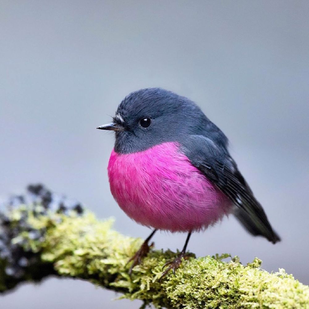 15-birds-that-are-so-round-they-ll-roll-straight-into-your-heart