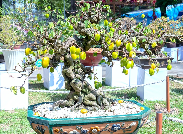 custard apple tree bonsai