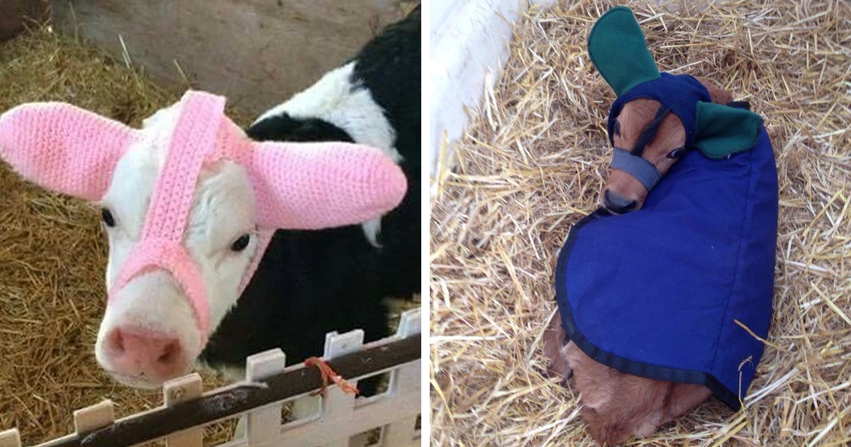 These Farmers Are Protecting Their Calves From Frostbite With Earmuffs