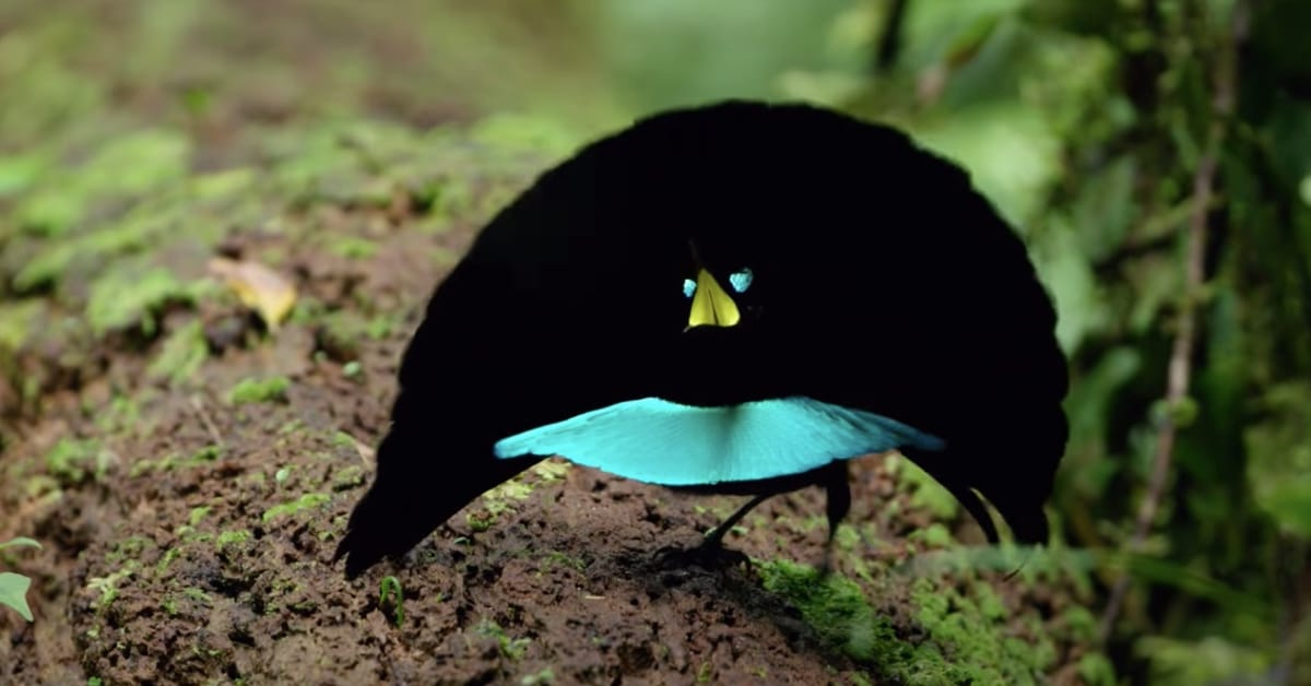 Discover More About This Rare Bird With “Vantablack” Feathers Absorb 99 ...