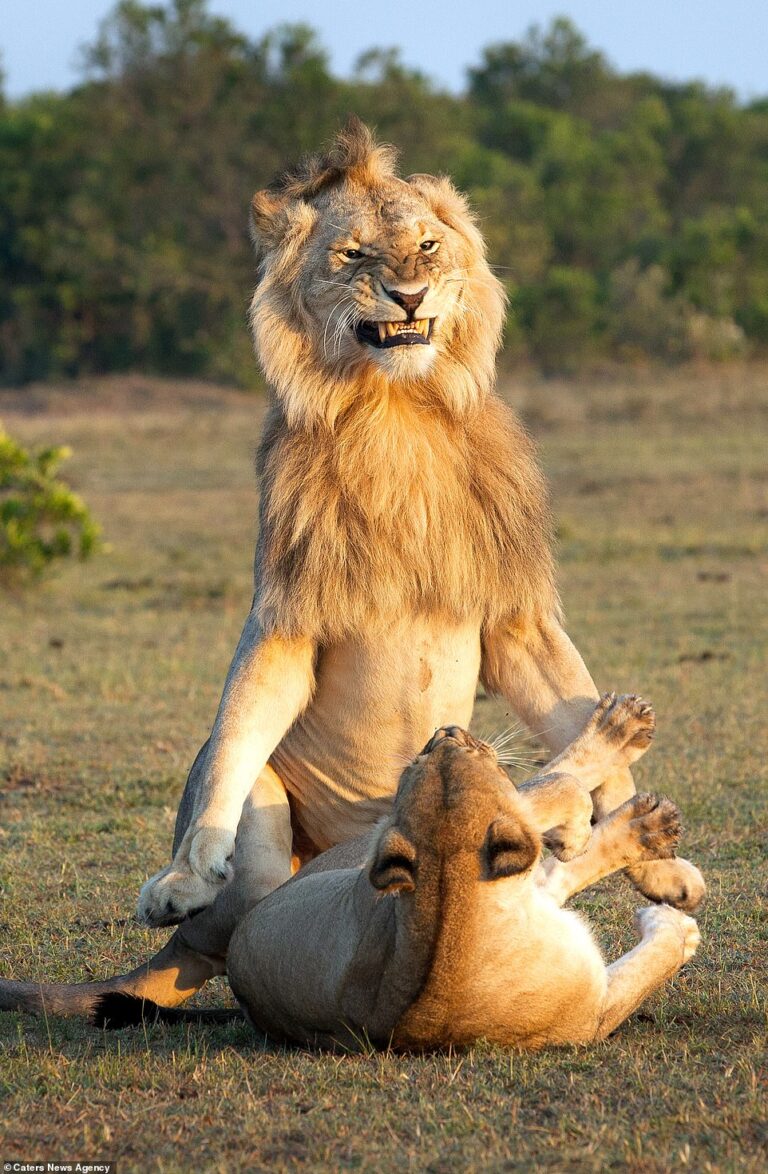 2 frères et les lions tour
