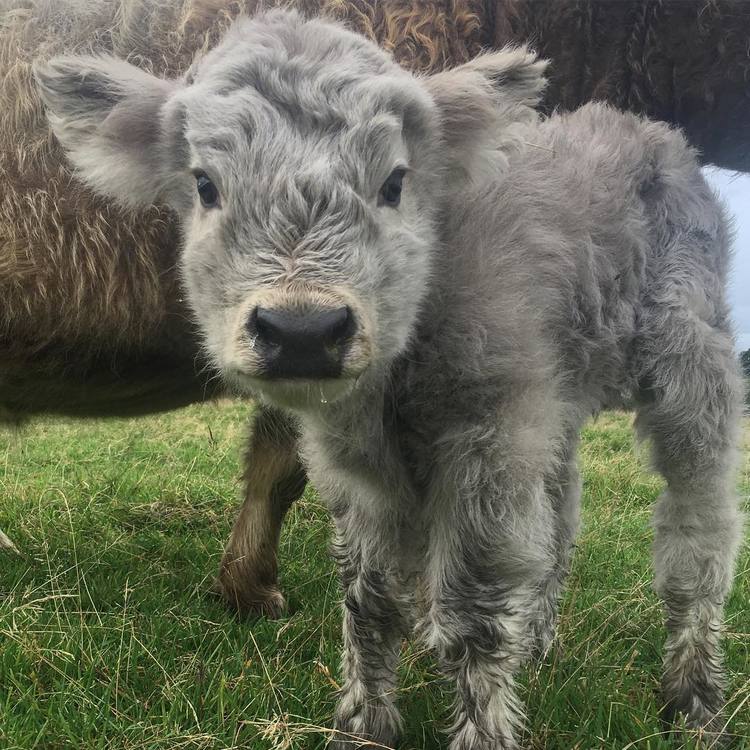 Heart-melting Highland Cattle Calves Are the New Cuddly Little Animals ...